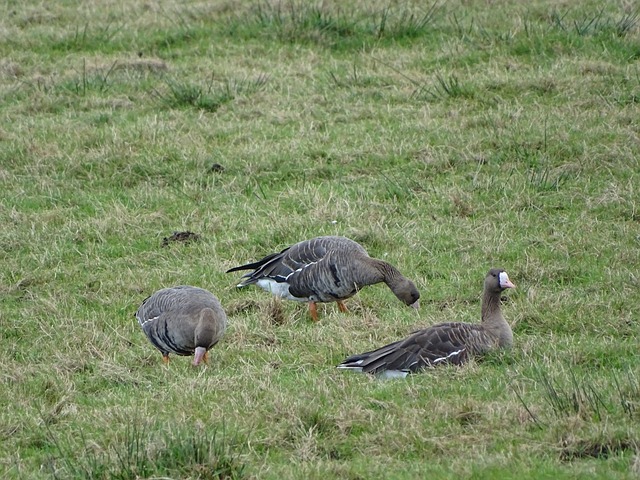 也为雄鹿提 也为雄鹿提